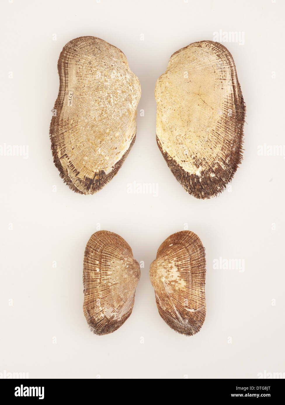 Mollusc,/nArca (Barbatia) novaezelandiae Stock Photo