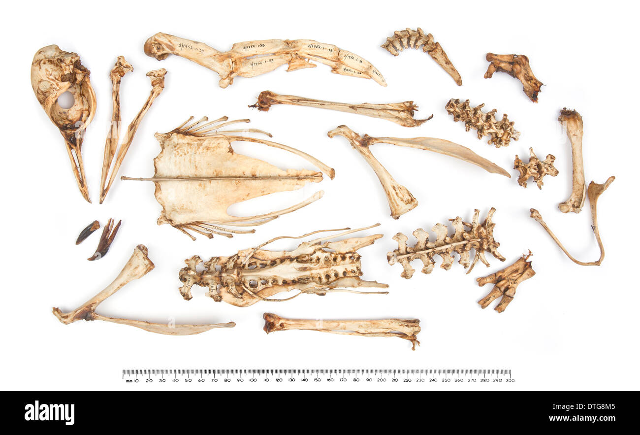 Adélie penguin skeleton Pygoscelis adeliae Stock Photo