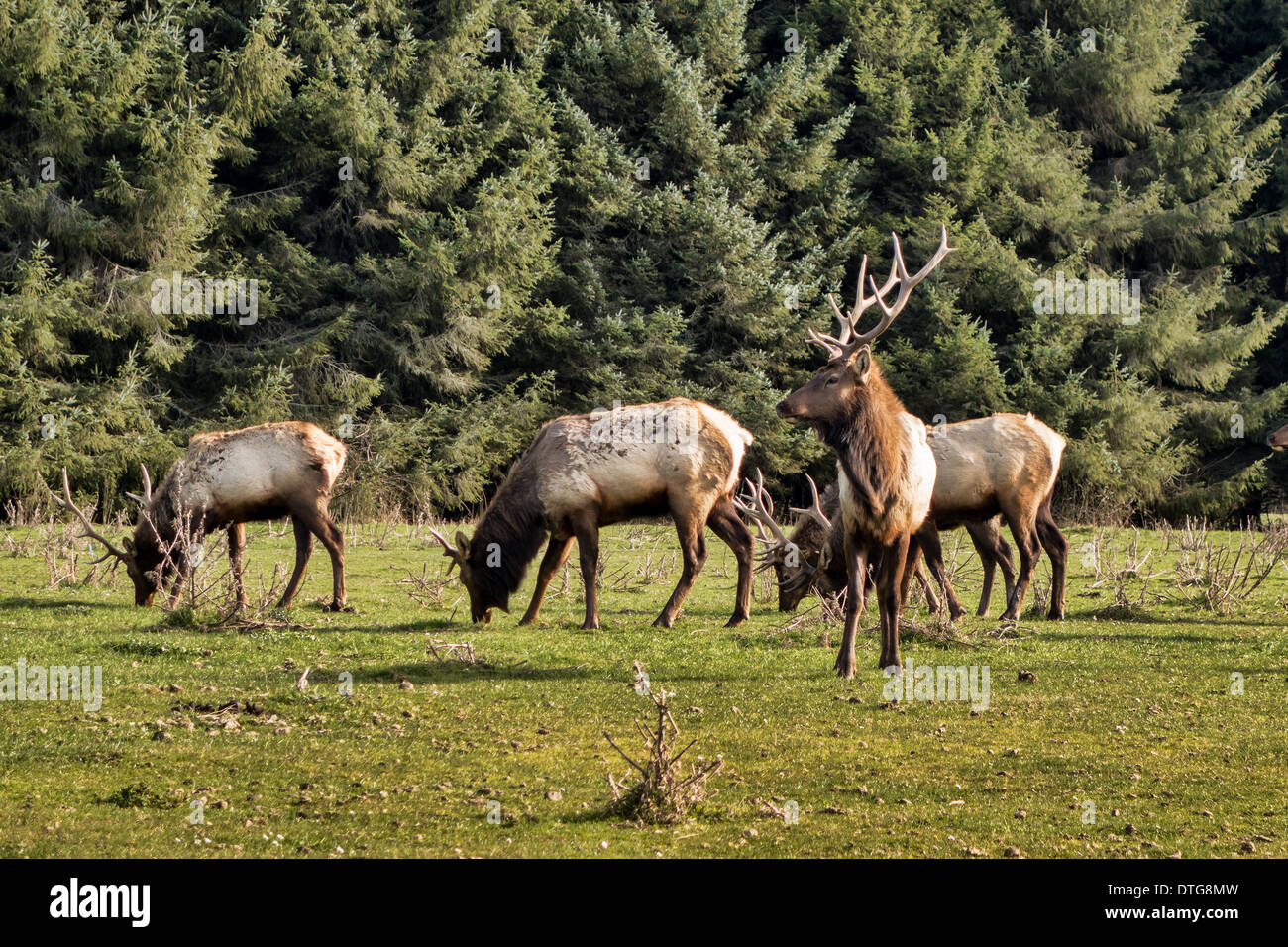 Herd of wild elk in Northern California eating grass. Stock Photo