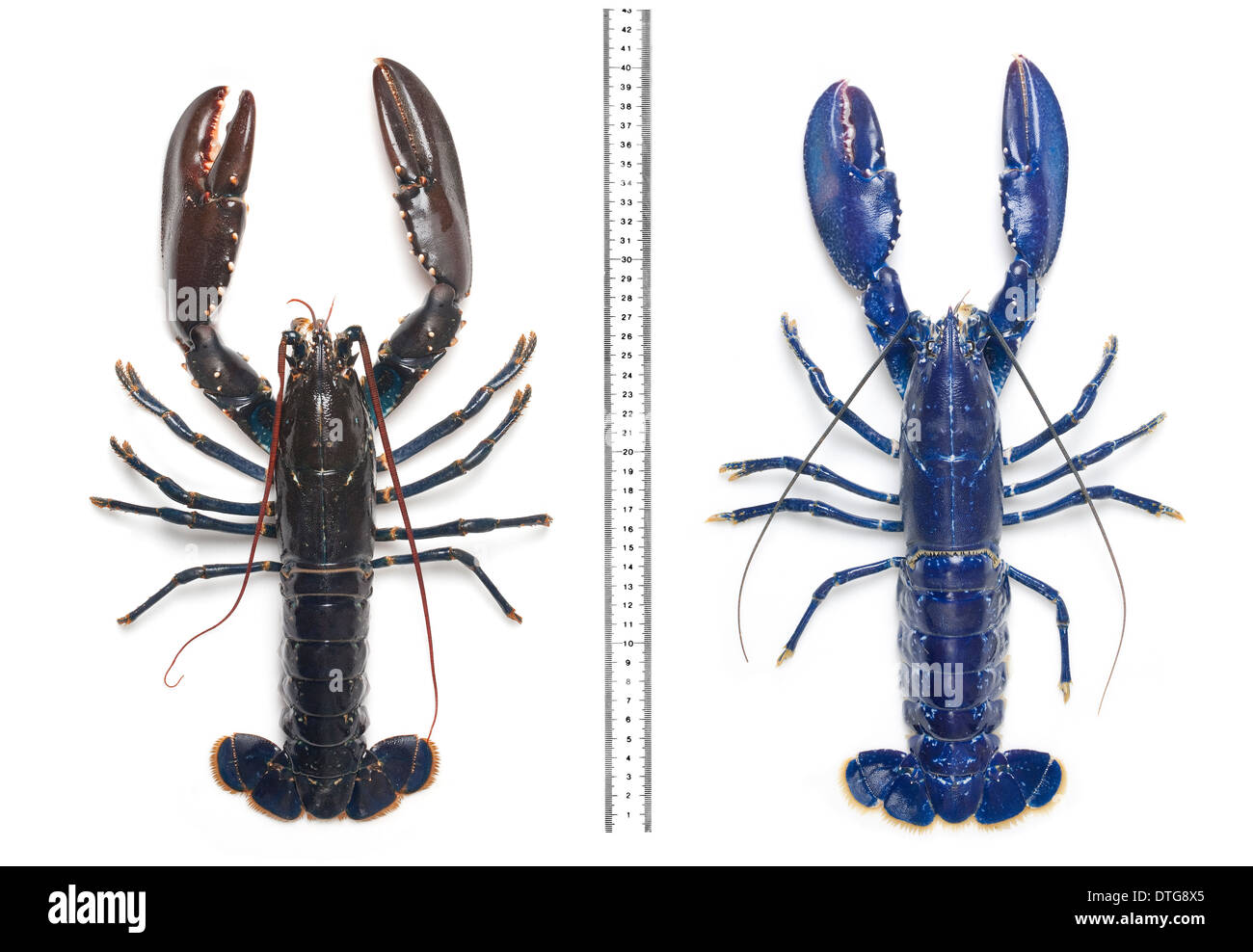 Electric-blue European lobster Stock Photo