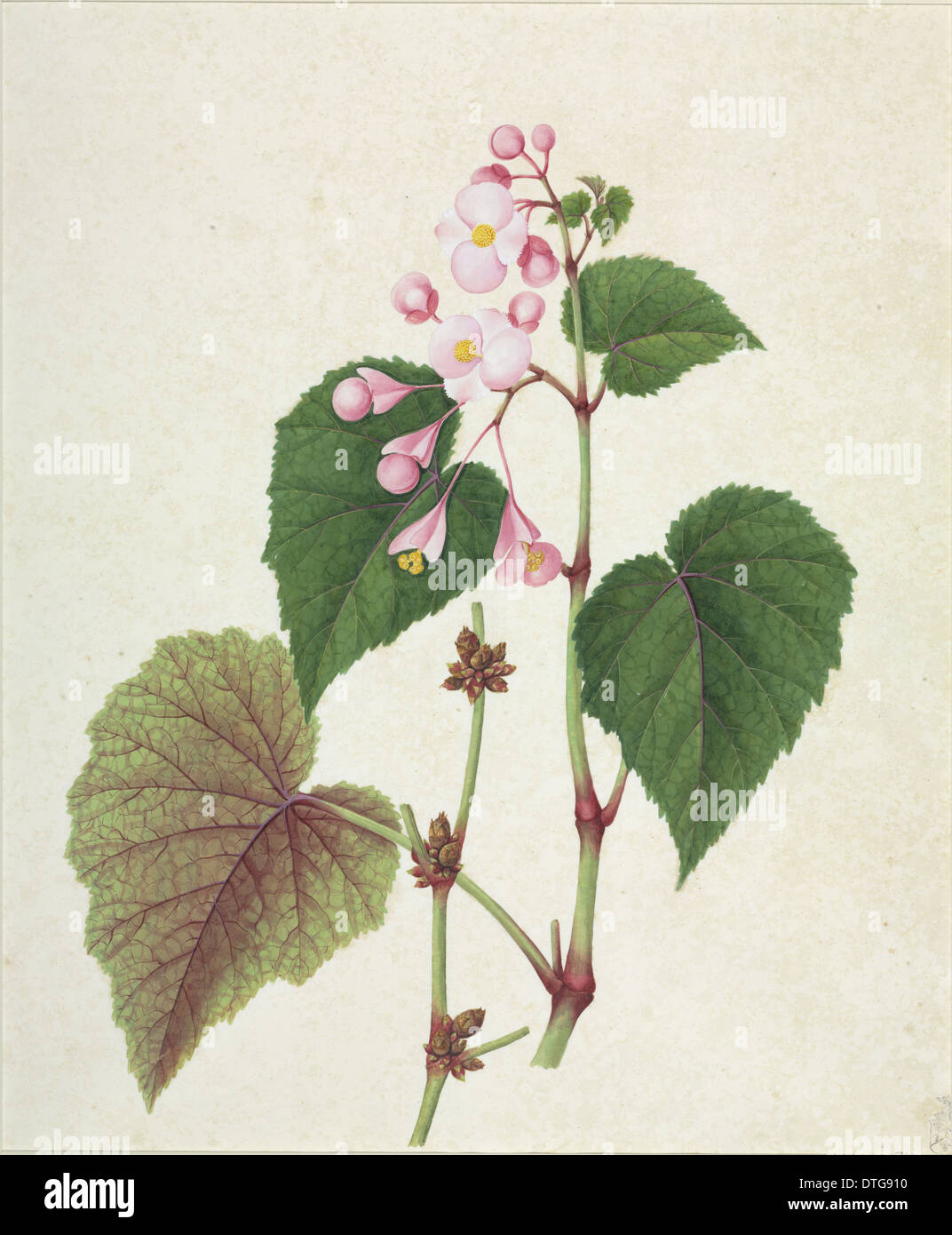 Begonia sp. Stock Photo