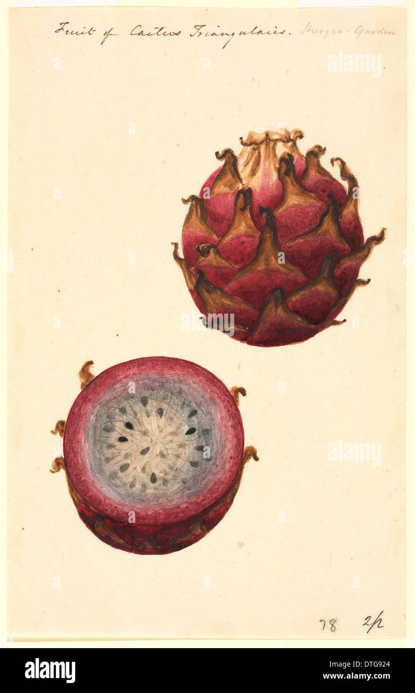 Hylocereus triangularis, pitahaya fruit Stock Photo