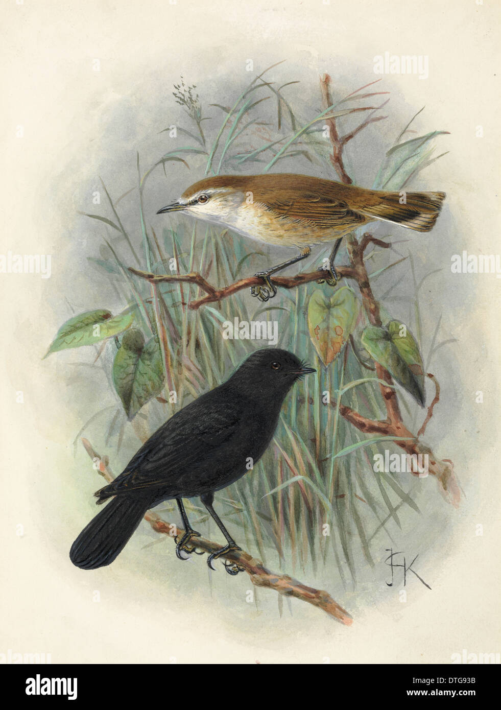 Black Robin, Petroica (Miro) traversi and ChAtham Island Warbler, Gerygone albofrontata. Stock Photo
