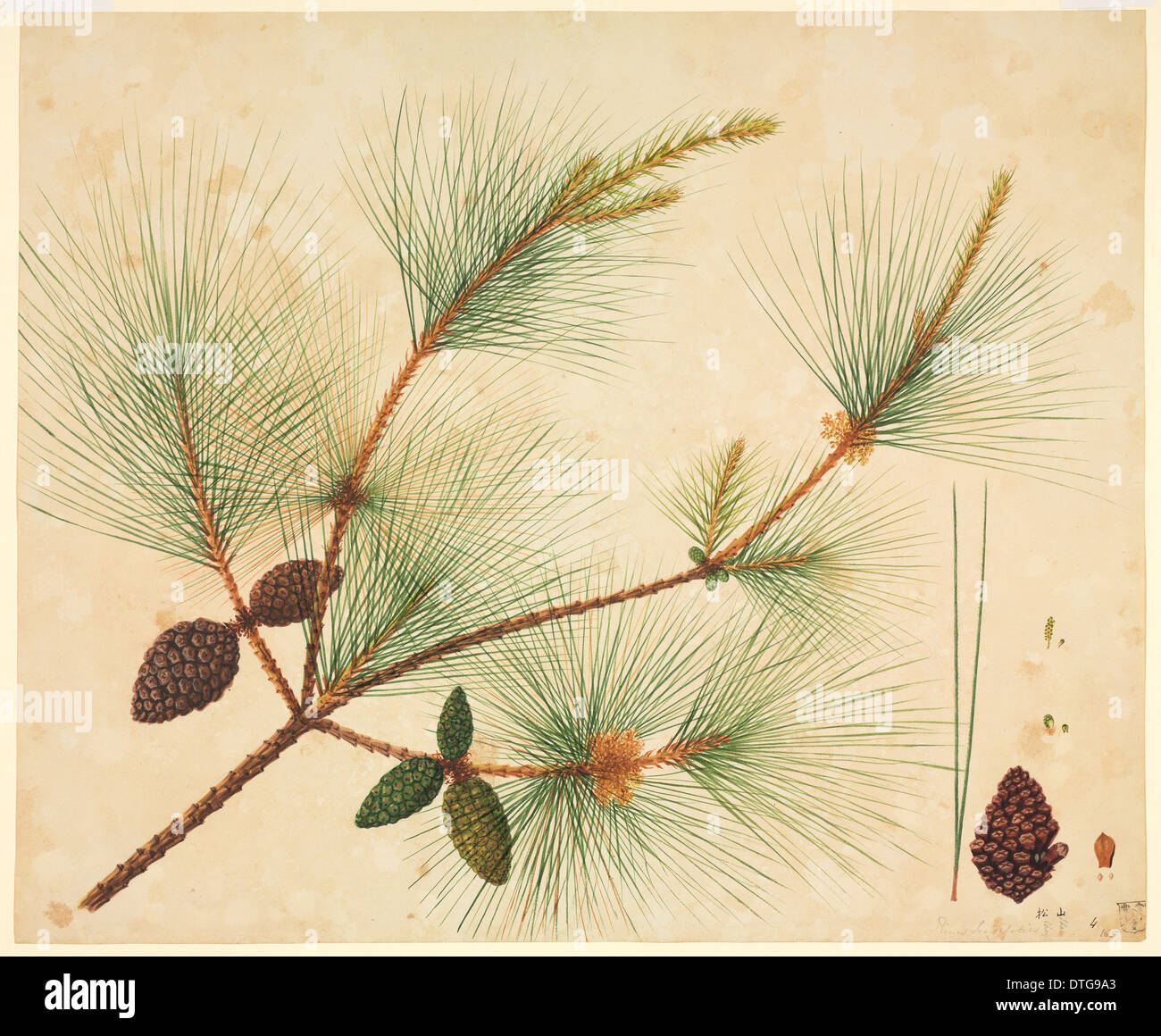 Pinus wallichiana, pine tree Stock Photo