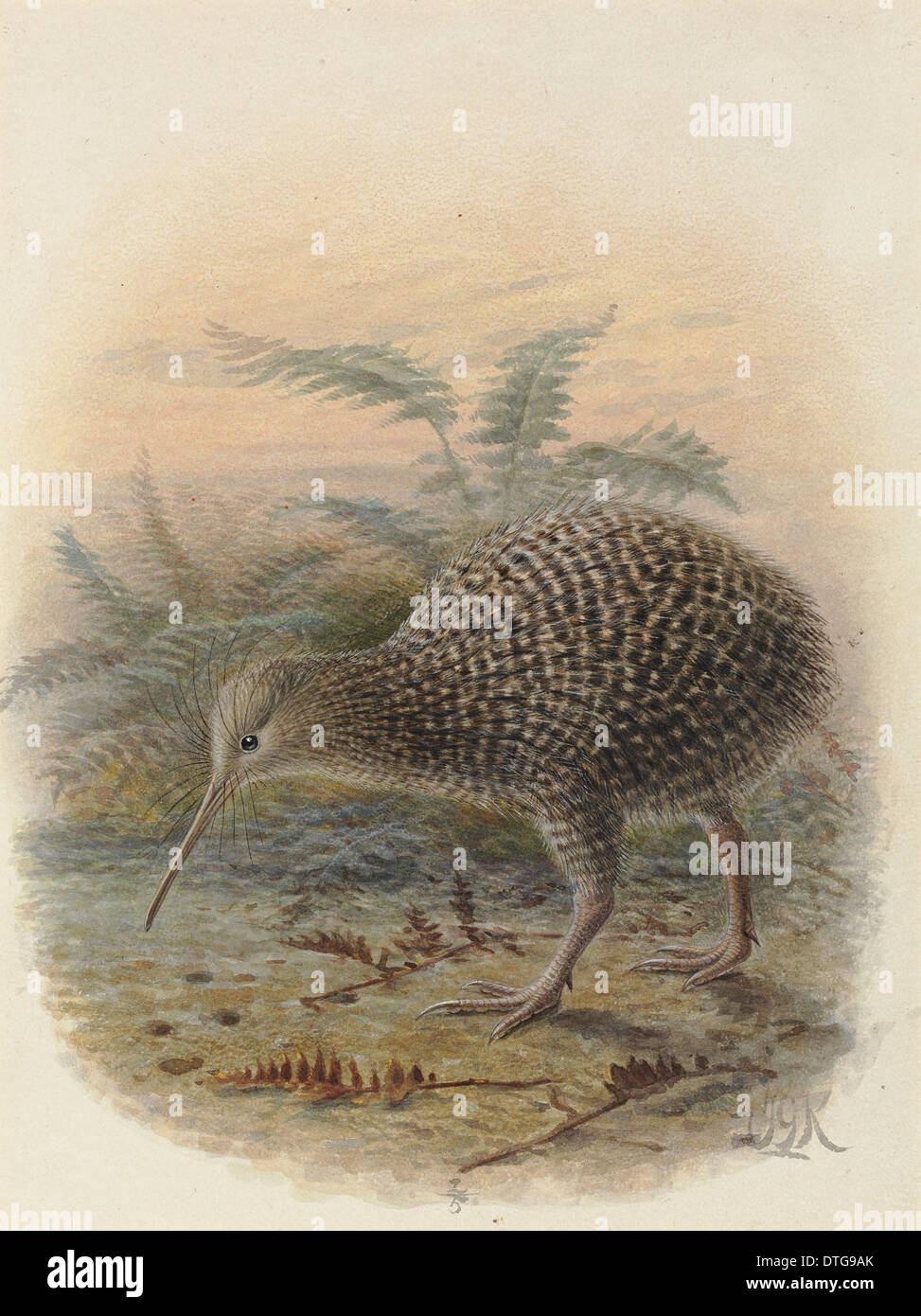 Little Spotted Kiwi or Kiwi Pukupuku, Apteryx owenii Stock Photo