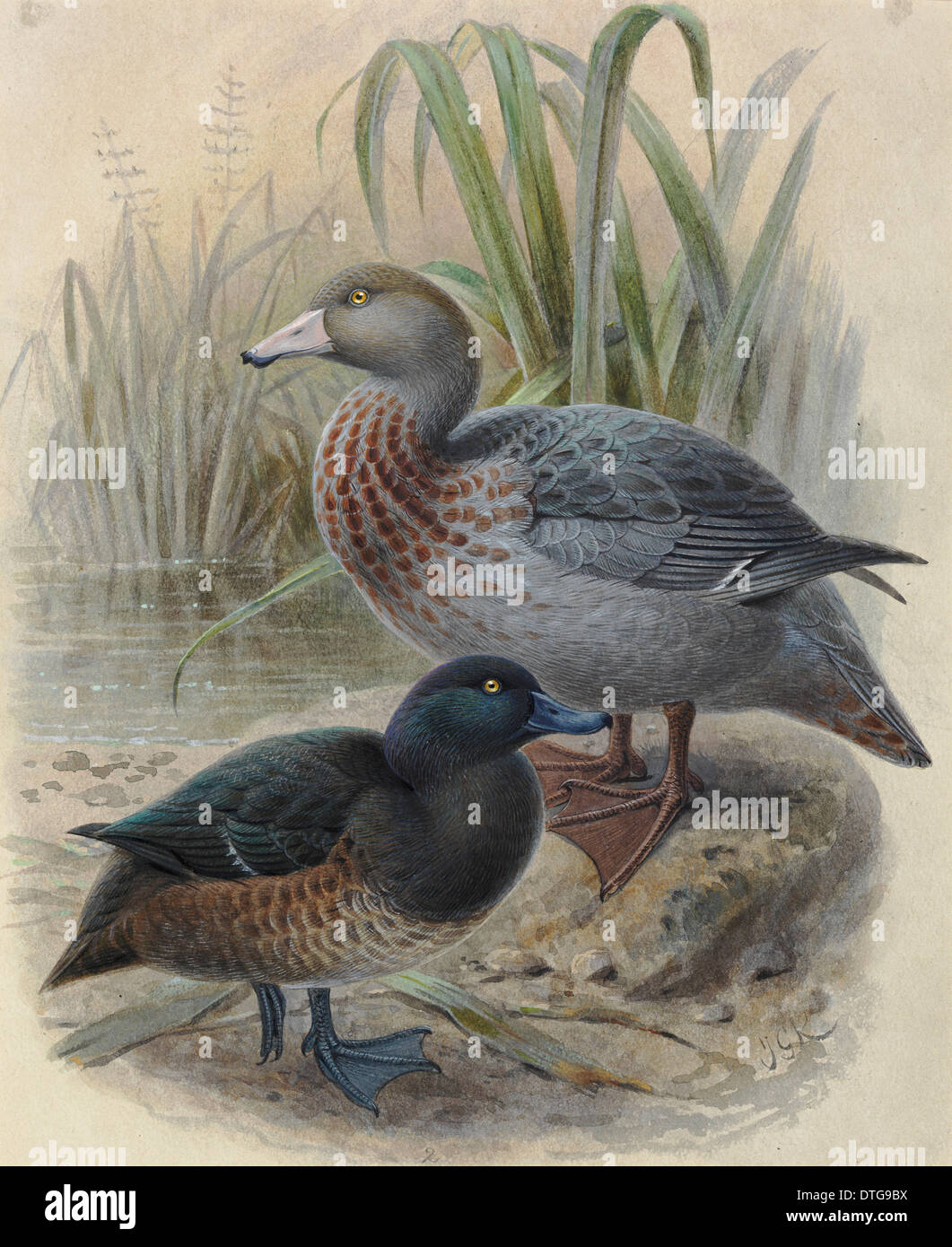 Blue Duck 'Whio', Hymenolaimus malocohynchos, and New Zealand Scaup 'Papango', Aythya novaeseelandiae Stock Photo