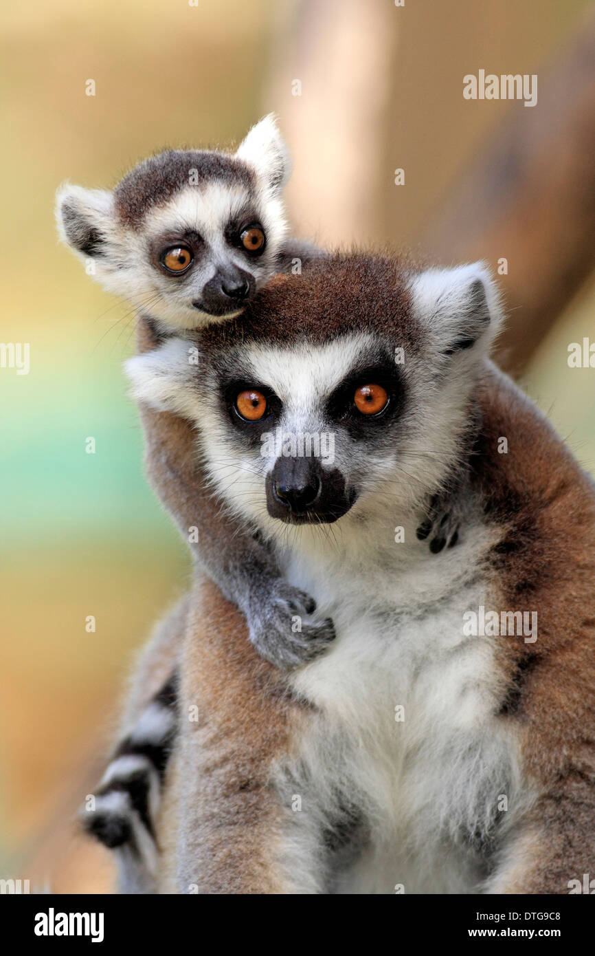 Ring-tailed Lemurs, female with young, Berenty Reserve, Madagascar / (Lemur catta) Stock Photo