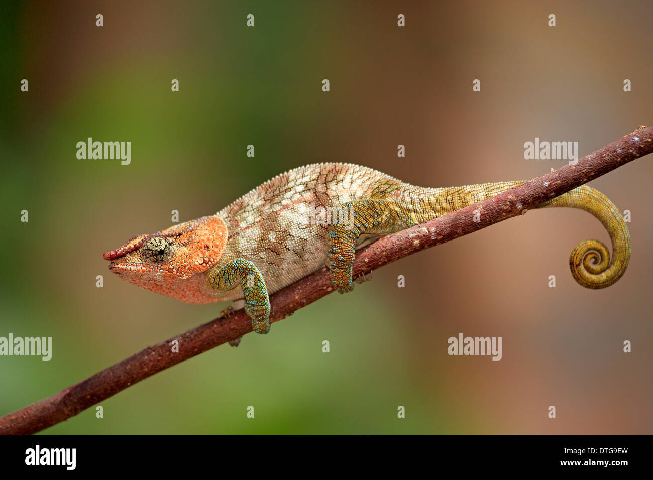 Short-horned Chameleon,male,  Madagascar / (Calumma brevicorne) / side Stock Photo