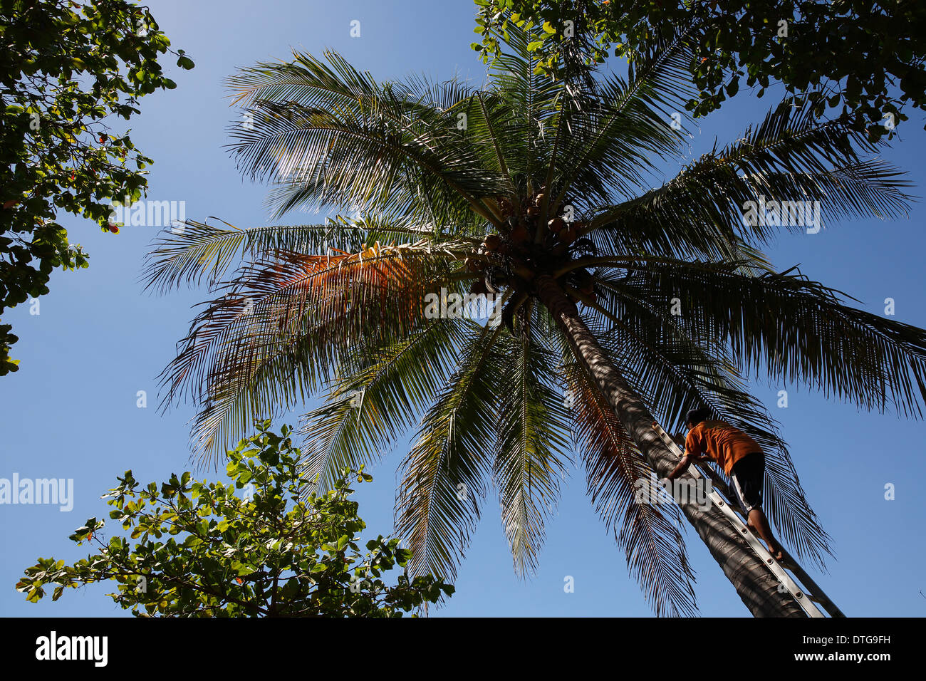 Man climbing palm tree, Mechapa Nicaragua Stock Photo