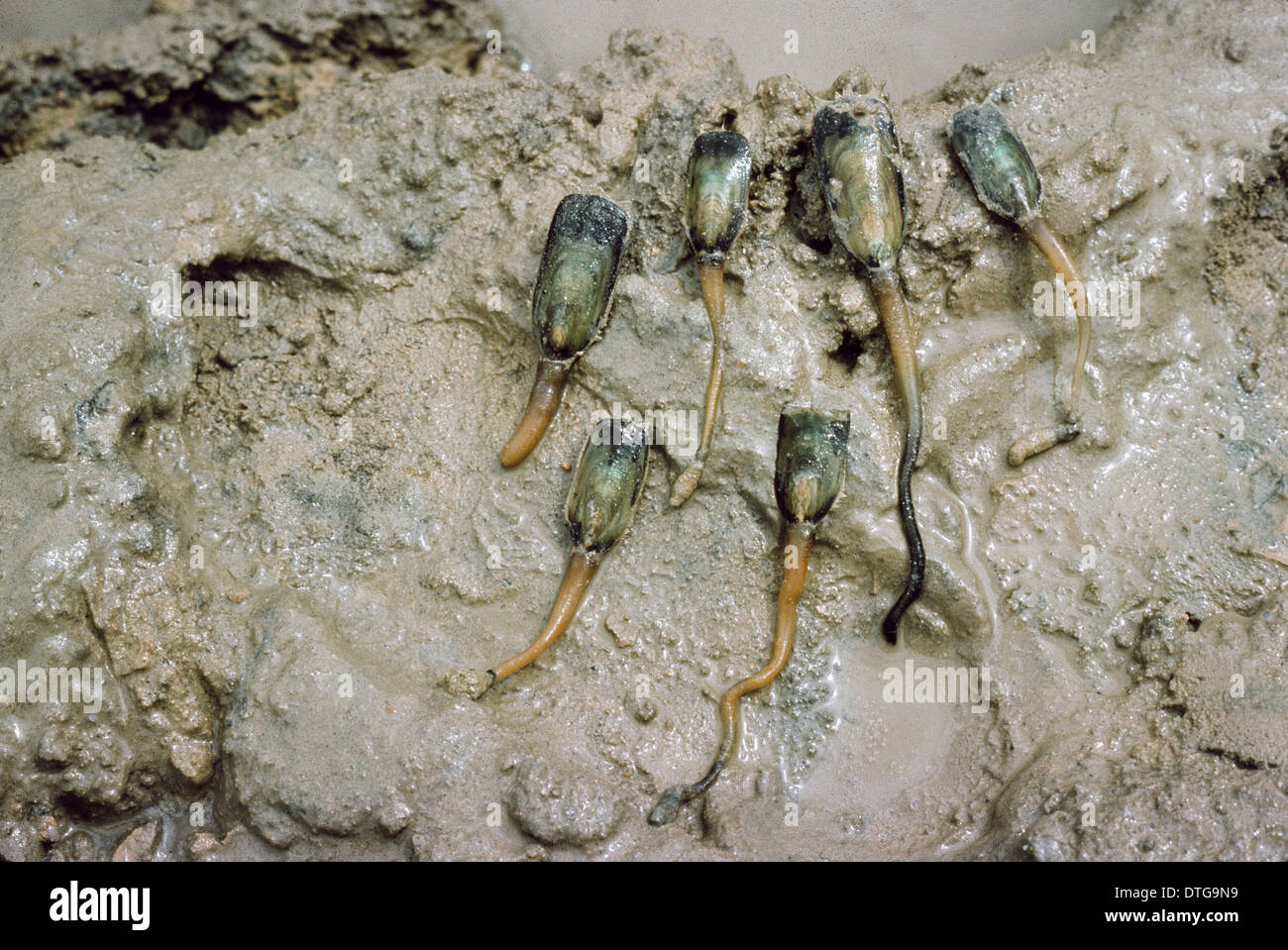 Lingula sp., brachiopod Stock Photo - Alamy