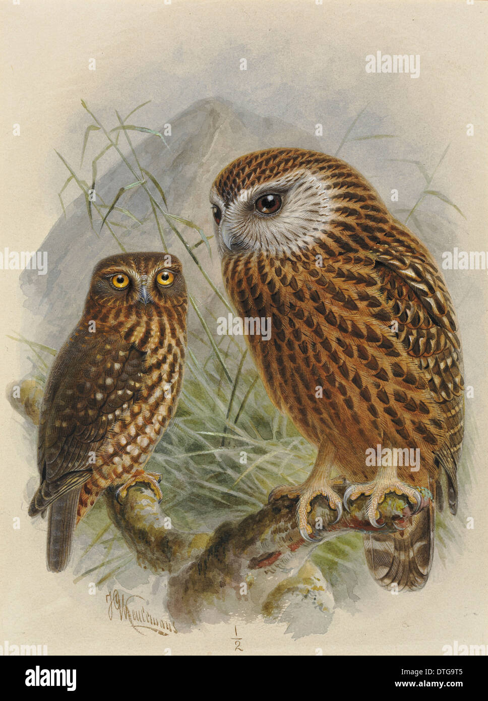 Morepork 'Ruru', Ninox novaeseelandiae. Laughing Owl 'Whekau', Sceloglaux albifacies Stock Photo
