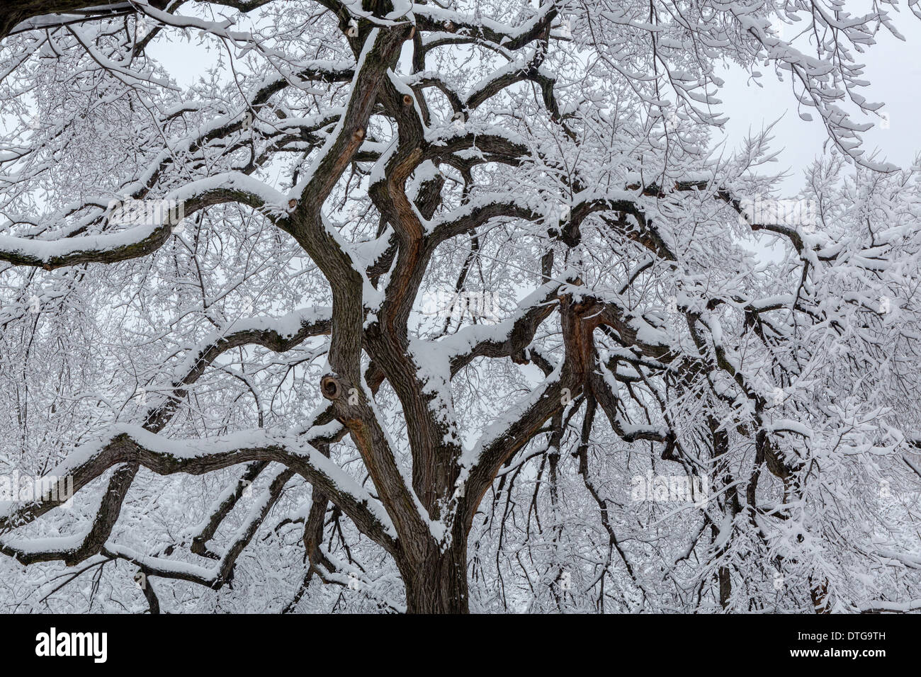 Snow covered tree in Central Park in New York City after a snow storm during the polar vortex. Stock Photo