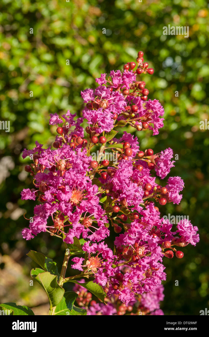 Lagerstroemia indica Zuni, Crepe Myrtle Indian Summer Stock Photo
