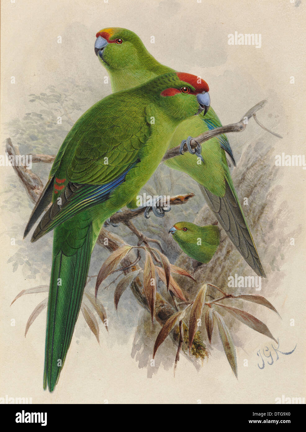 Yellow-crowned Parakeet 'Kakariki', Cyanoramphus. Red-crowned Parakeet, C. novaezelandiae. Orange-fronted Paraket, C. malherbi Stock Photo