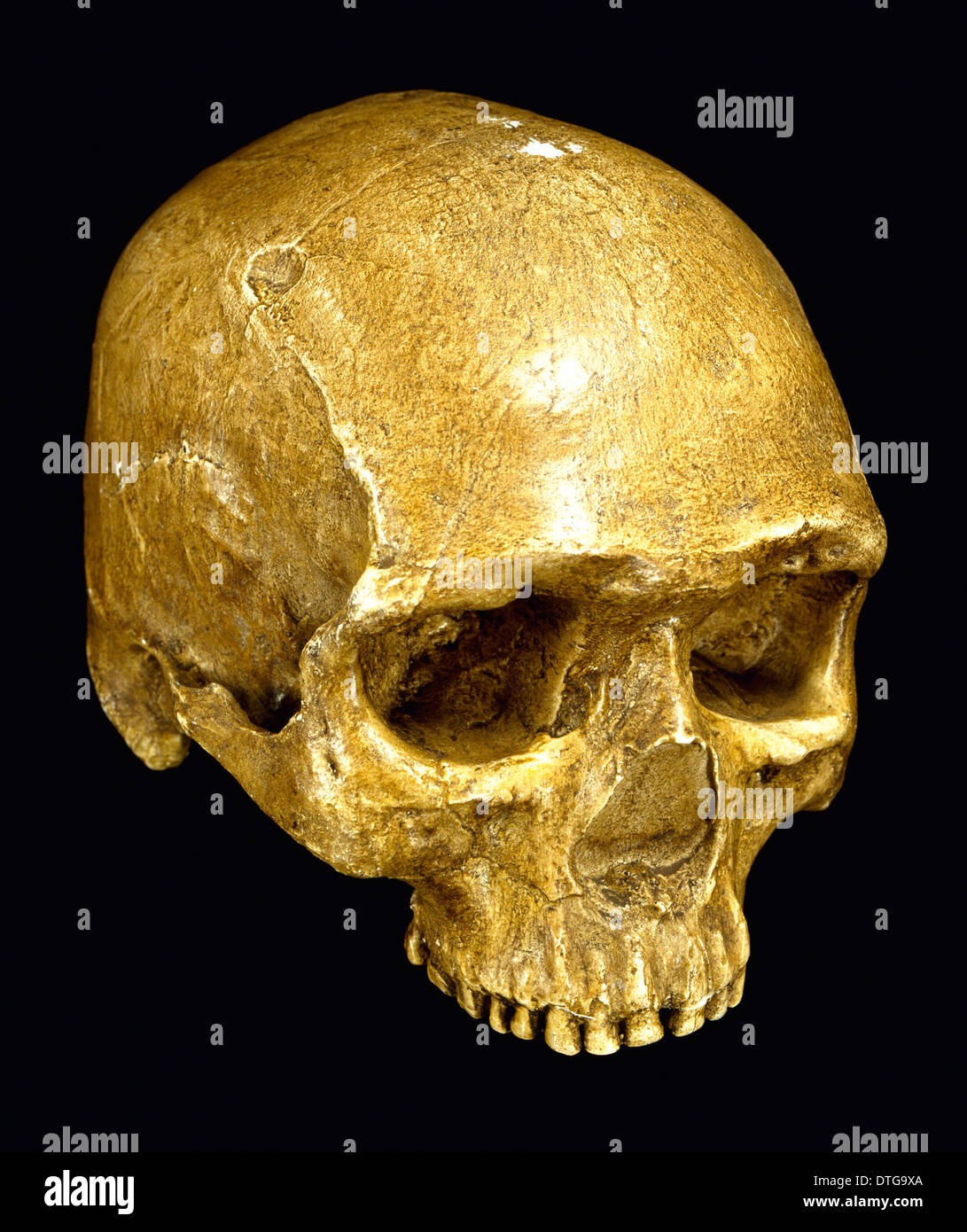 Homo sapiens cranium (UC 101) Stock Photo