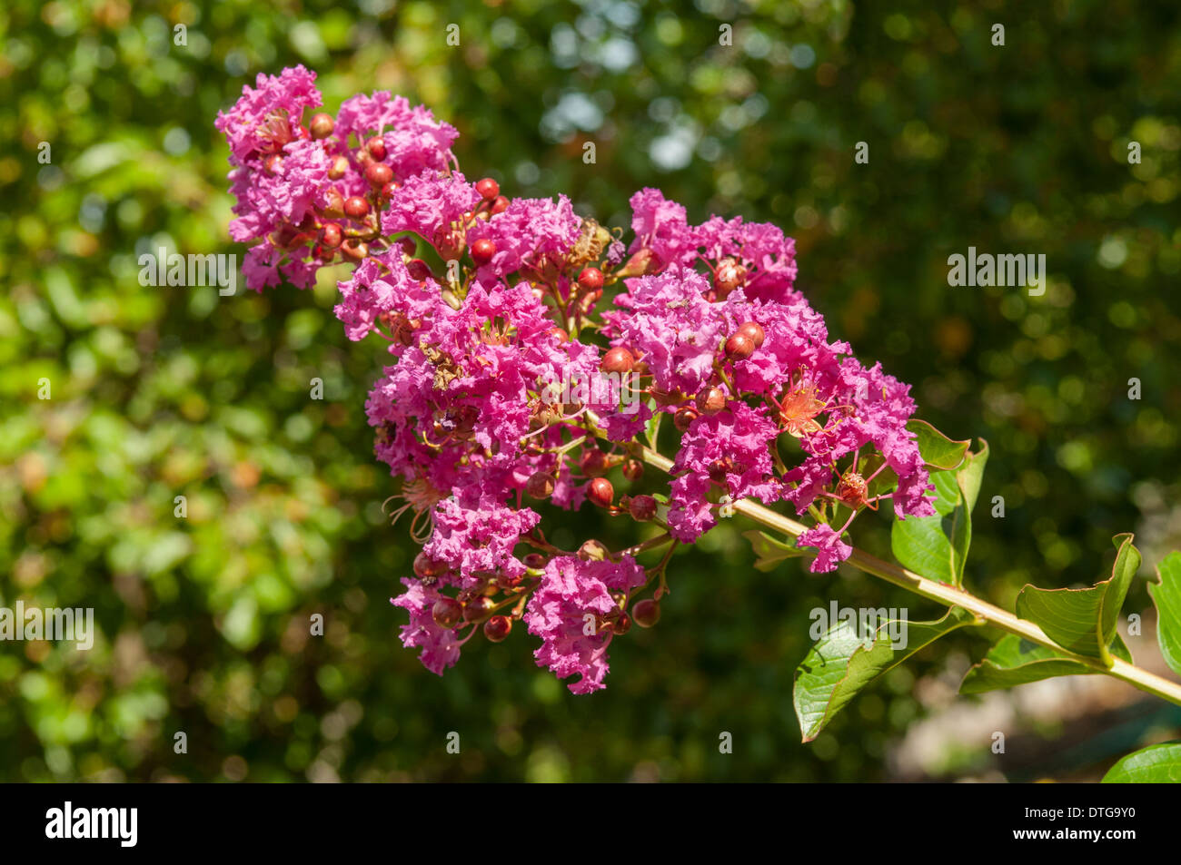 Lagerstroemia indica Zuni, Crepe Myrtle Indian Summer Stock Photo