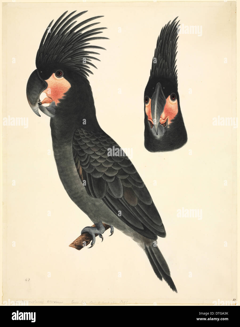 Probosciger aterrimus, palm cockatoo Stock Photo Alamy