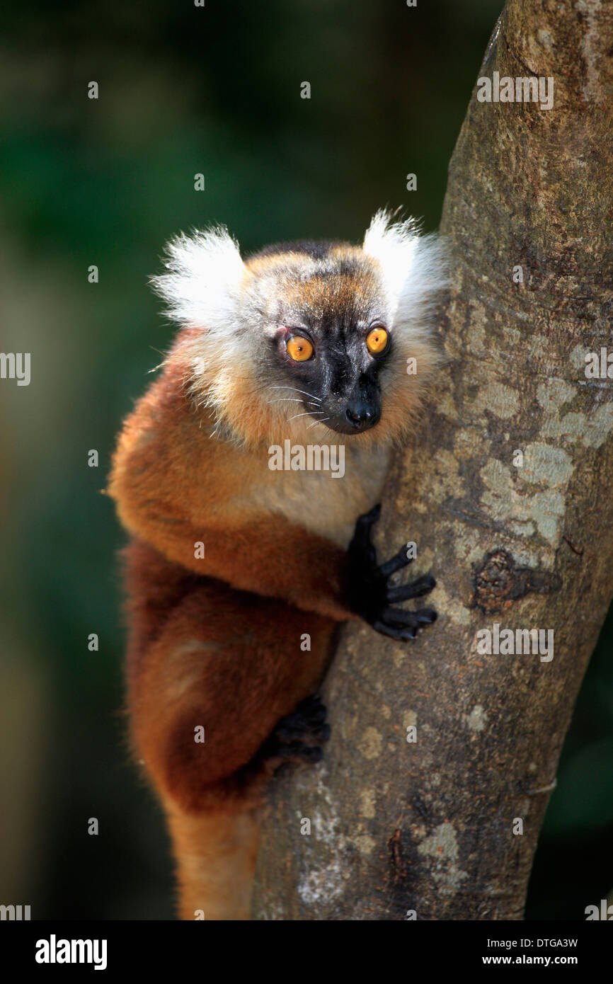black-lemur-female-nosy-komba-madagascar-eulemur-macaco-stock