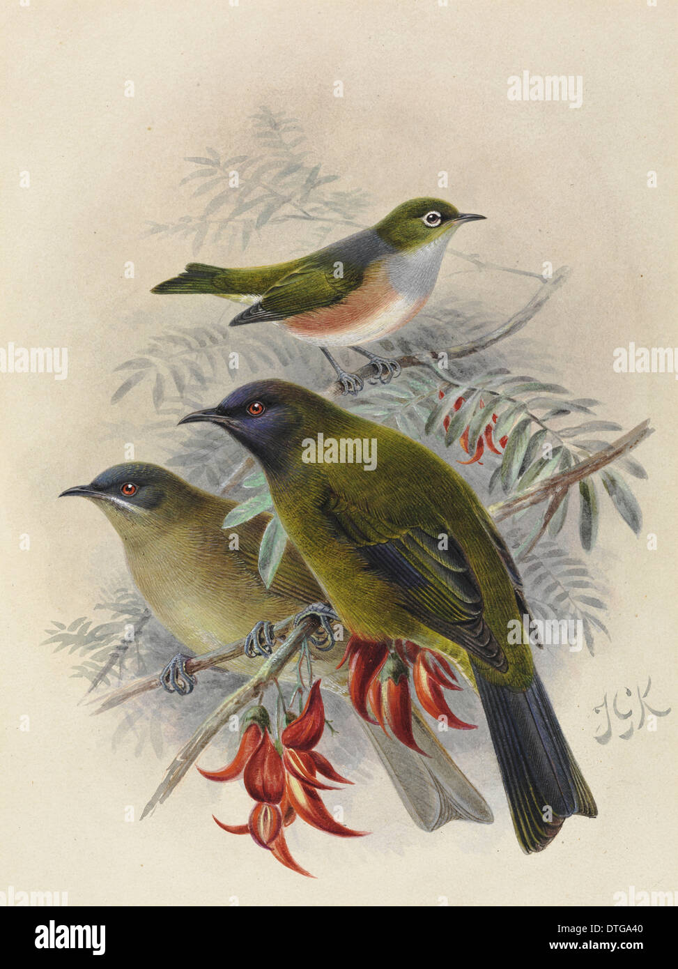 Silvereye 'Tauhou', Zosterops lateralis lateralis. Bellbird 'Korimako', Anthornis melanura melanura (male and female) Stock Photo