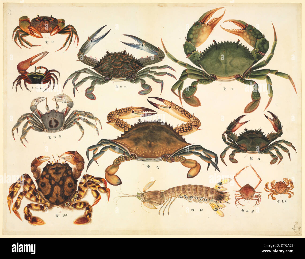 Plate 94 from the John Reeves Collection Stock Photo