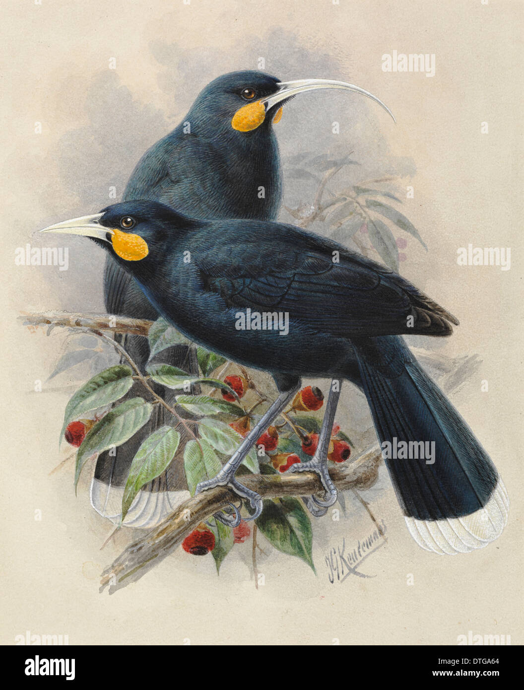 Huia, Heteralocha acutirostris (male and female) Stock Photo