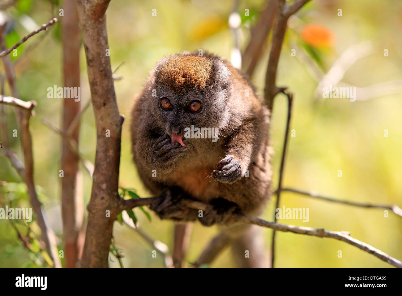 Eastern Lesser Bamboo Lemur, Madagascar / (Hapalemur griseus) Stock Photo