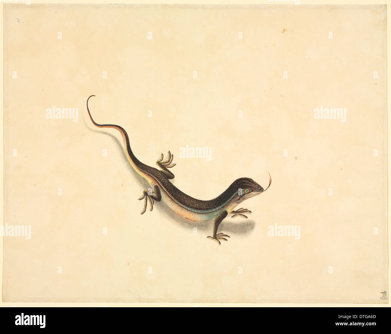 Plate 99 from the John Reeves Collection (Zoology) Stock Photo