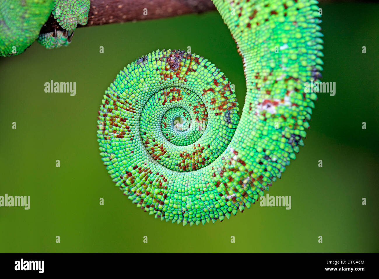 Panther Chameleon, male, tail, Madagascar / (Furcifer pardalis) Stock Photo