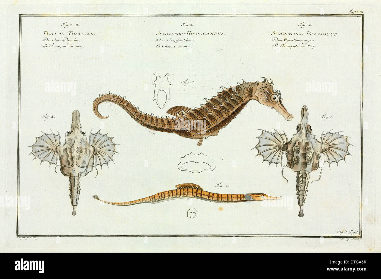 Pegasus draconis, Syngnathus hippocampus [Hippocampus hippocampus], Syngnathus pelagicus Stock Photo