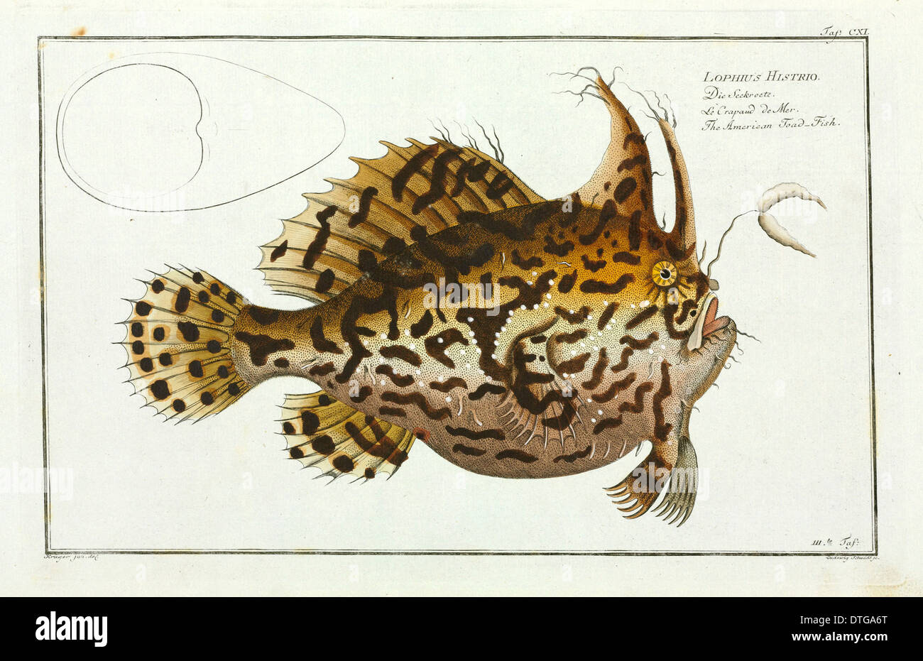 Lophius histrio or The American toad-fish [Histrio histrio] Stock Photo