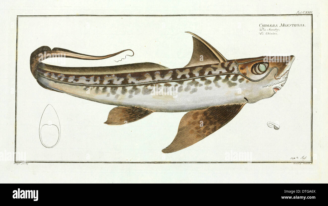 Chimaera monstrosa hi-res stock photography and images - Alamy