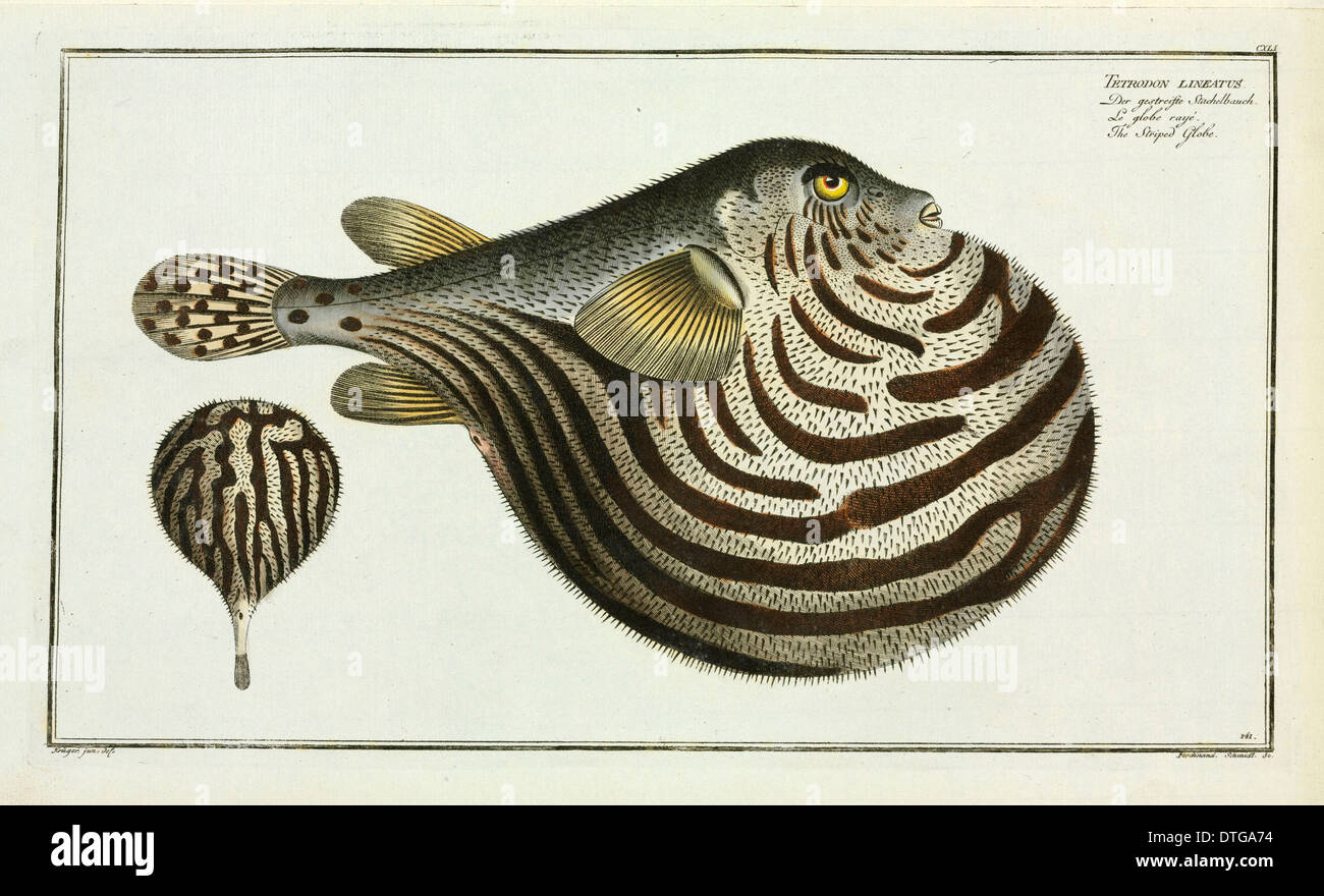 Tetrodon lineatus or the Striped fish [Arothron stellatus] Stock Photo