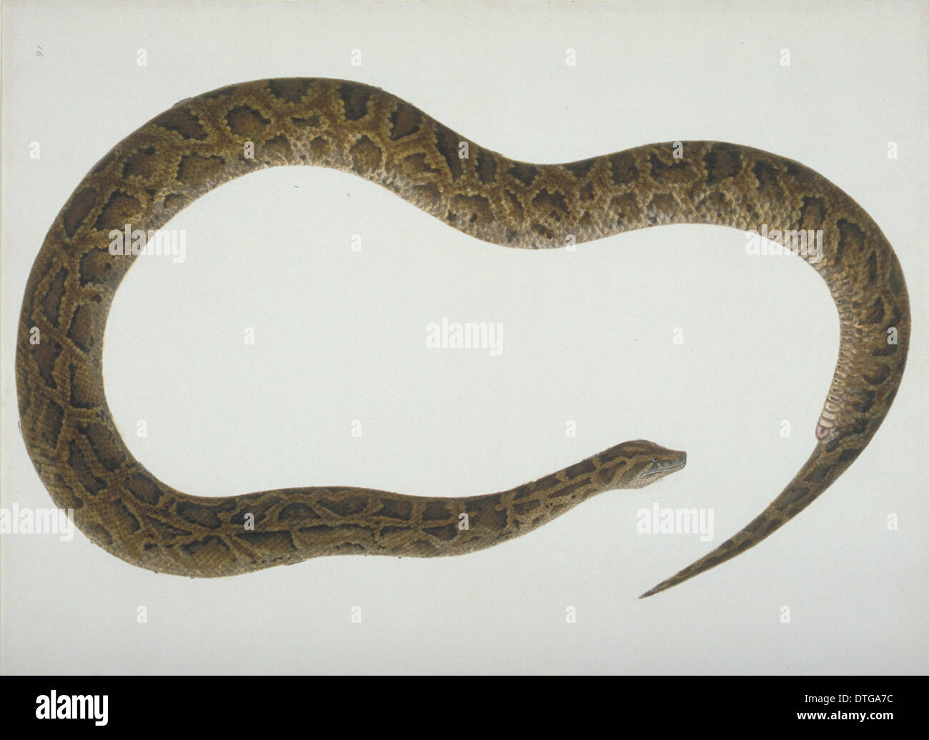 Plate 103 from the John Reeves Collection (Zoology Stock Photo Alamy