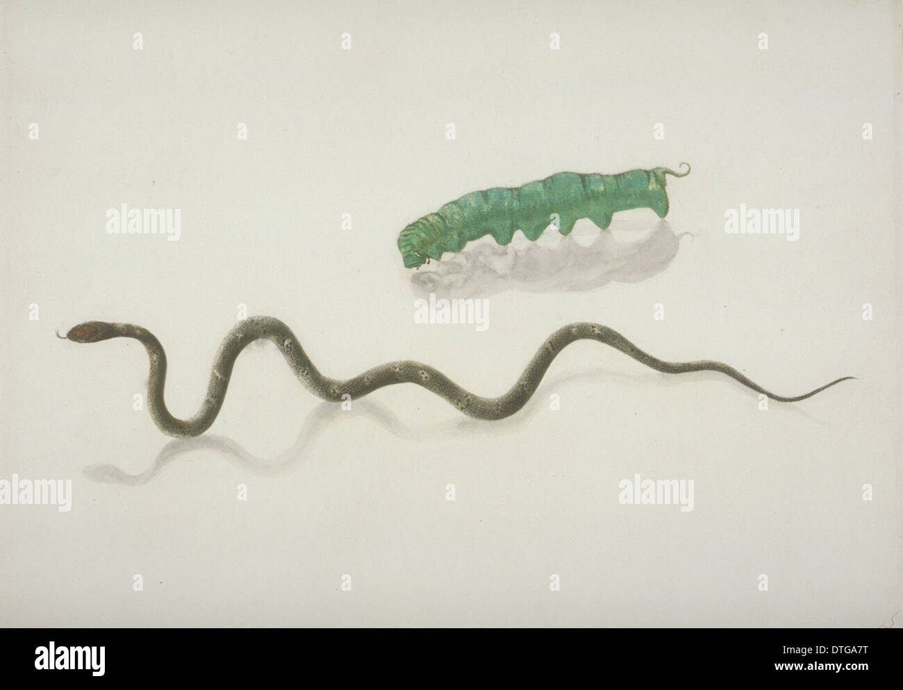 Plate 104 from the John Reeves Collection (Zoology Stock Photo Alamy