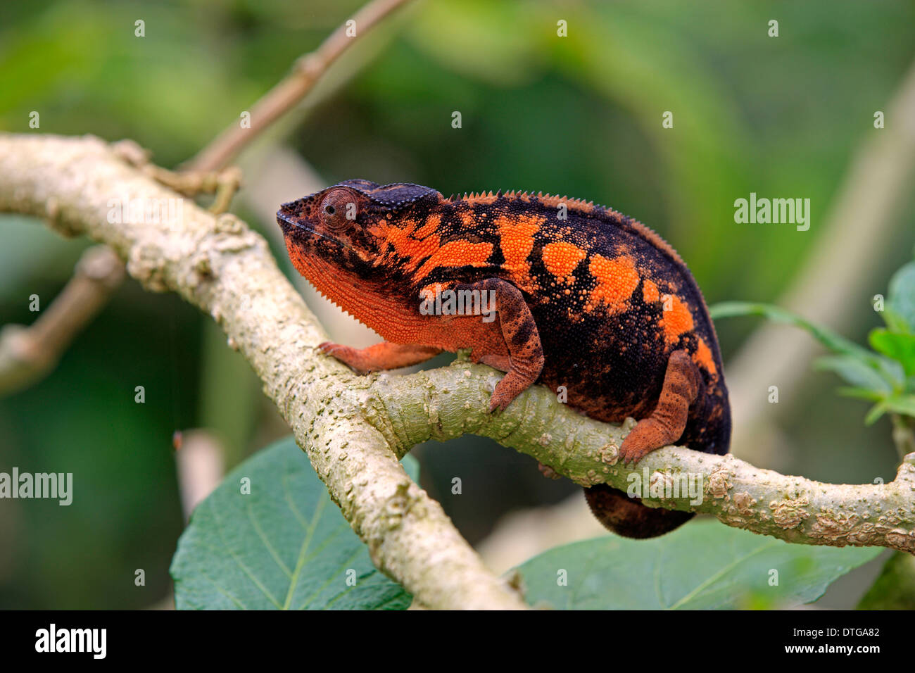 Panther Chameleon, female, Madagascar / (Furcifer pardalis) Stock Photo