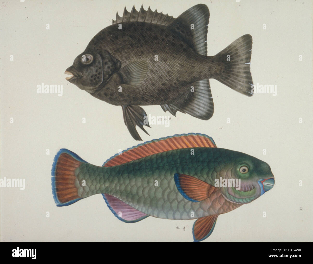 Plate 117 from the John Reeves Collection Stock Photo Alamy