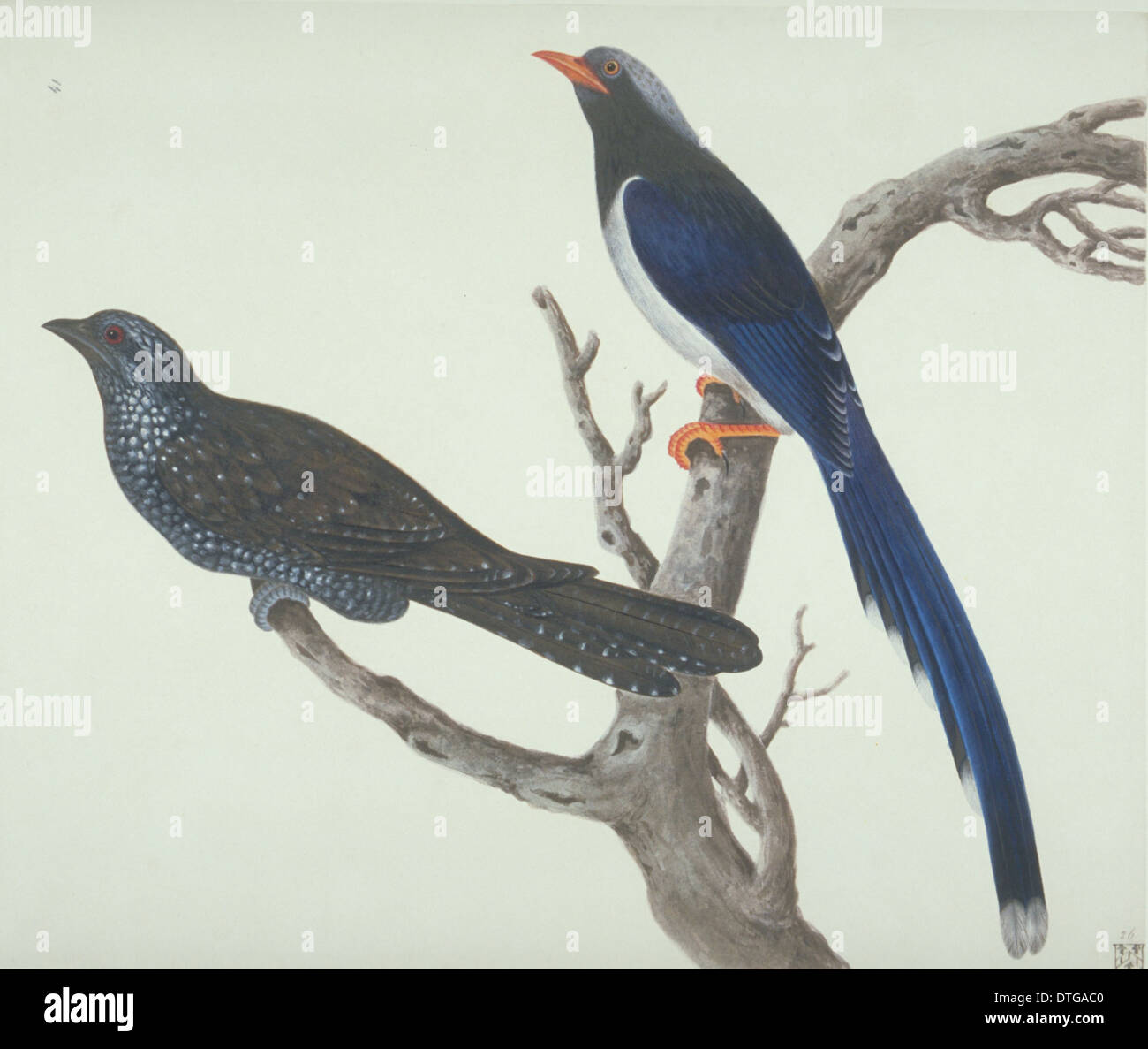 Urocissa erythrorhyncha, redbilled blue magpie Stock Photo Alamy