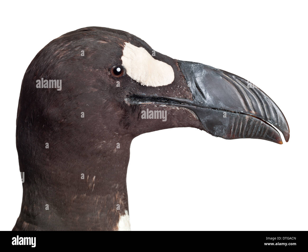 Great auk, Pinguinus impennis Stock Photo Alamy