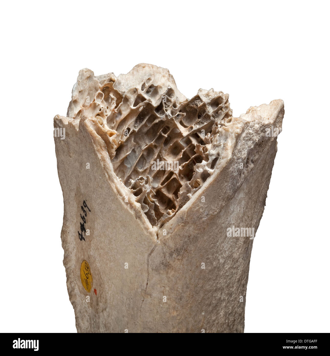 Moa bone fragment Stock Photo
