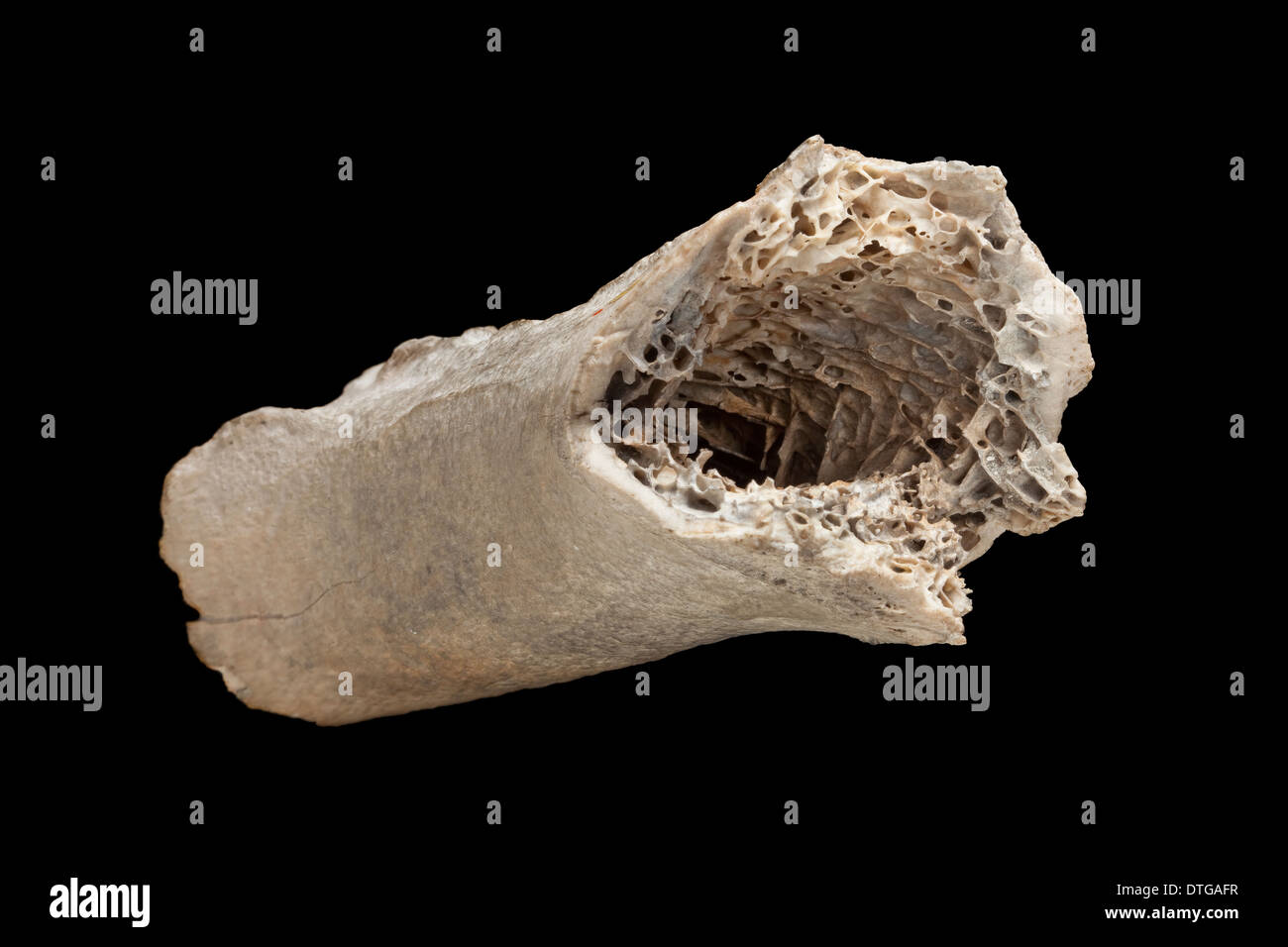 Moa bone fragment Stock Photo