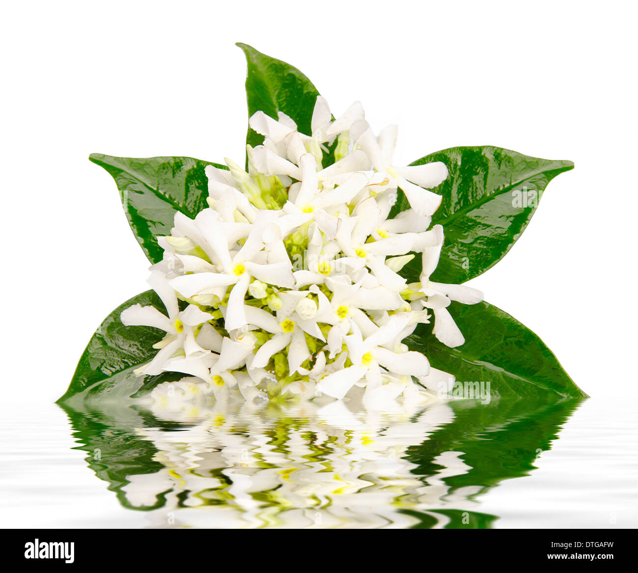 Jasmine flowers with reflection in water on white background Stock Photo