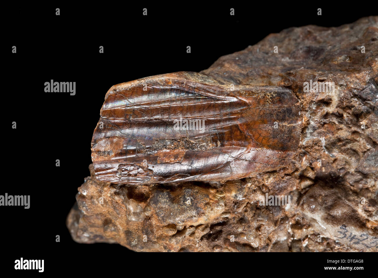 Iguanodon tooth Stock Photo