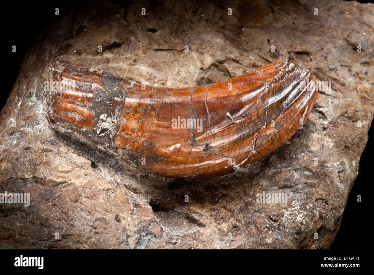 Iguanodon tooth Stock Photo