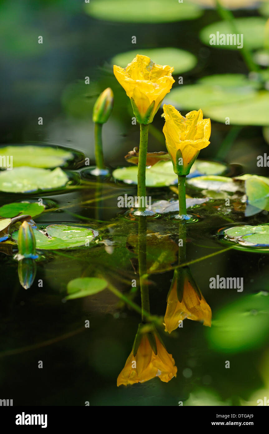 Fringed Water-lily or Yellow Floating Heart (Nymphoides peltata), Lower Saxony, Germany Stock Photo