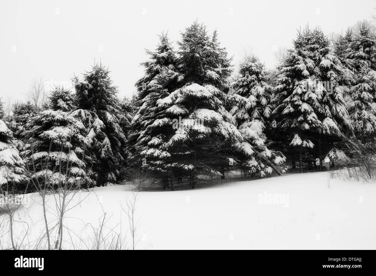 A black and white image of snow covered evergreen trees on a cold ...
