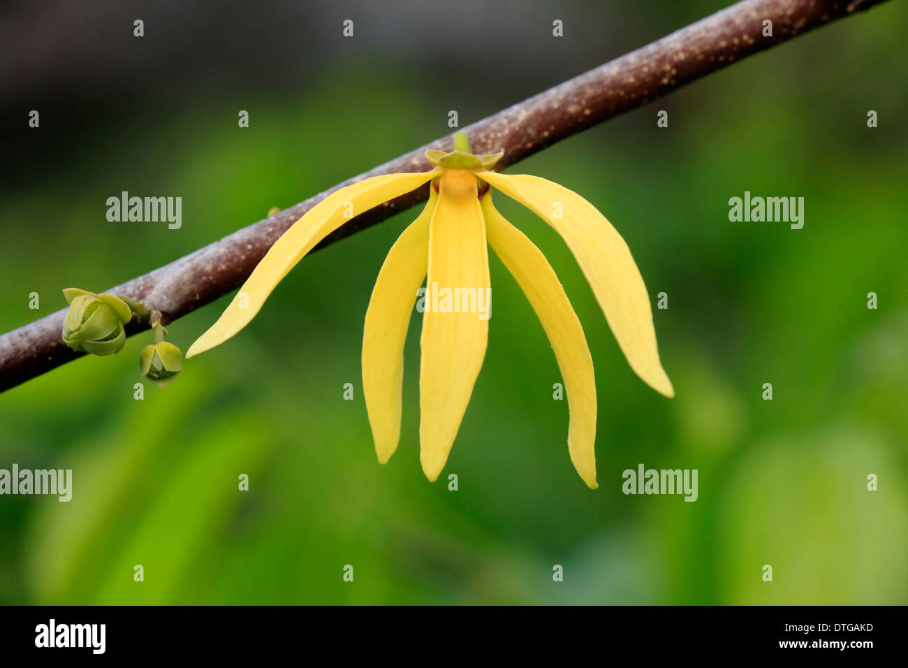 Ylang-Ylang, Nosy Be, Madagascar / (Cananga odorata) / Annonaceae Stock Photo