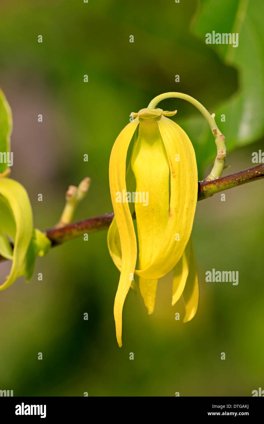 Ylang-Ylang, Nosy Be, Madagascar / (Cananga odorata) / Annonaceae Stock Photo