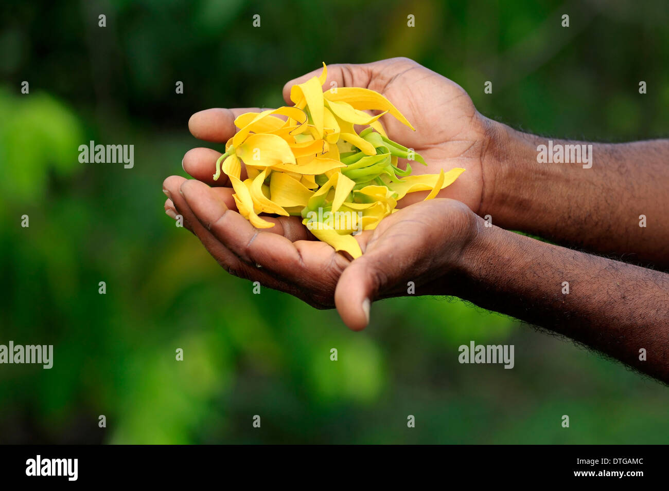 Ylang-Ylang, petals, Nosy Be, Madagascar / (Cananga odorata) / Annonaceae Stock Photo