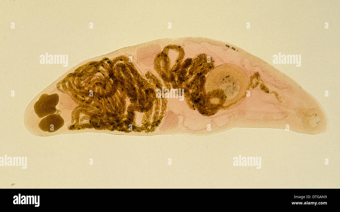 Halipegus hessleri, parasitic worm Stock Photo