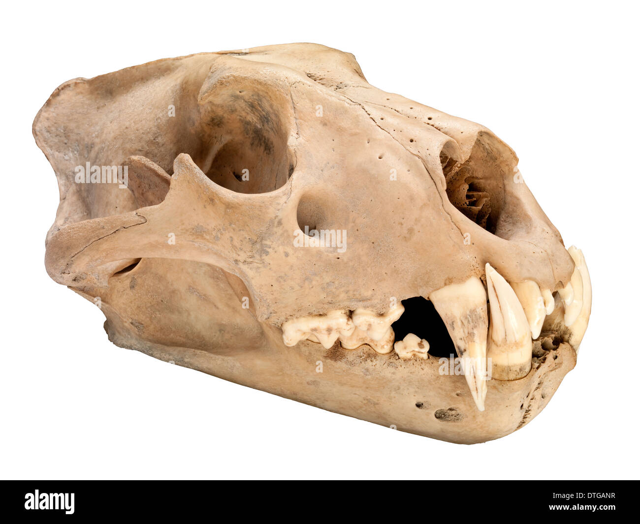 Barbary lion skull Stock Photo